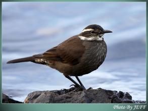 暗腹抖尾地雀 暗腹抖尾地雀