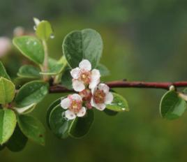 細枝栒子 細枝栒子
