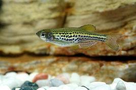 豹紋斑馬 豹紋斑馬