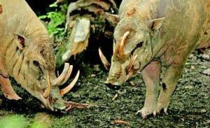 托吉安鹿豚 托吉安鹿豚