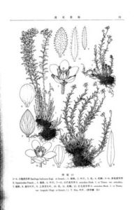 小芒虎耳草 小芒虎耳草