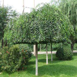 大葉垂榆 大葉垂榆