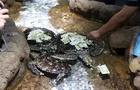 你為什麼喜歡扔硬幣來祈福?