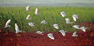 黃河口國家森林公園