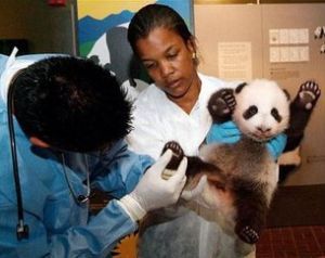 華盛頓國家動物園的熊貓泰山