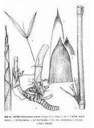 有芒筱竹 有芒筱竹