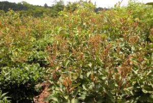 寬葉千斤拔 寬葉千斤拔