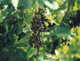 長白山山葡萄 長白山山葡萄