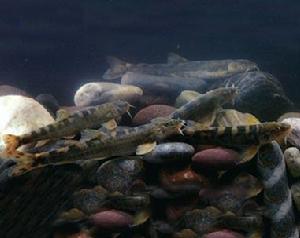 粗壯高原鰍 粗壯高原鰍