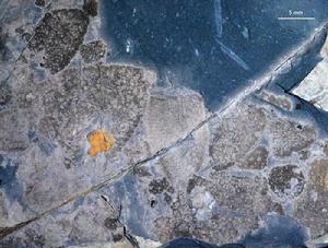 安吉動物群 安吉動物群