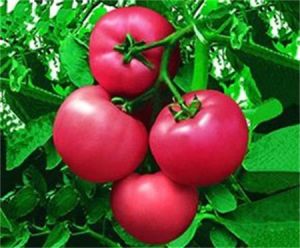 中雜106番茄 中雜106番茄