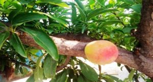 炒米山風景區 炒米山風景區