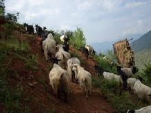 岩頭村[雲南永勝縣松坪僳僳族鄉下轄村]