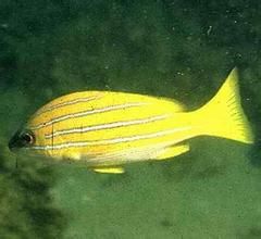 六線笛鯛 六線笛鯛