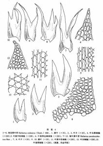 南亞剪葉苔 南亞剪葉苔