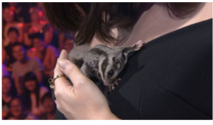 柳岩溫柔撫摸蜜袋鼯