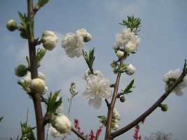 托物言志 托物言志