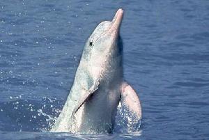 白暨豚被定義為功能性滅絕