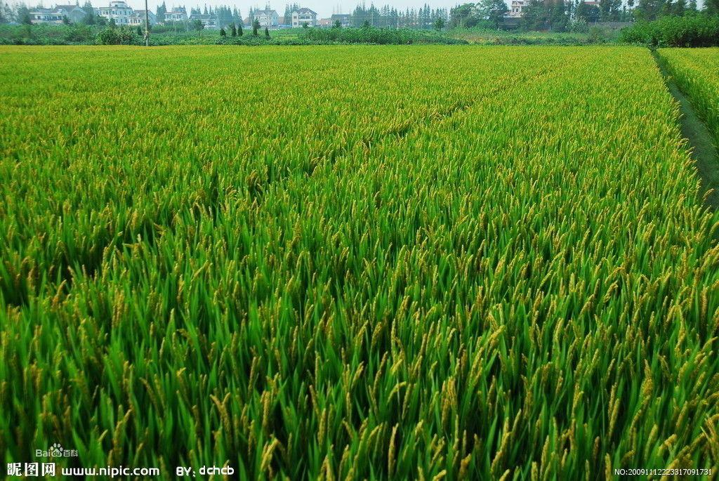 香山村萬畝田園展示圖