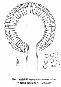 泡盛麴黴 泡盛麴黴
