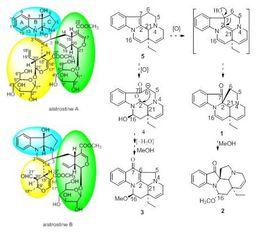 生物鹼[自然界中鹼性有機化合物]
