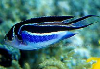 土耳其神仙 土耳其神仙