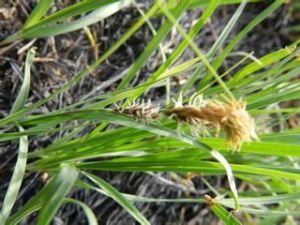 寶華山苔草 寶華山苔草