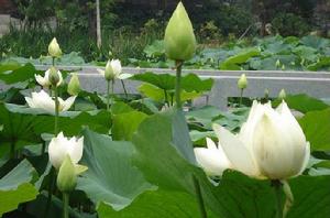 白蓮[蓮屬植物]