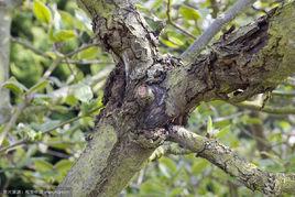 蘋果枝潰瘍病 蘋果枝潰瘍病