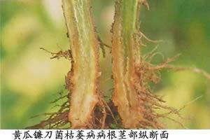 鐮刀枯萎病 鐮刀枯萎病