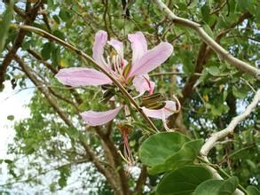 羊蹄甲屬 羊蹄甲屬