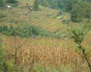 新寶自然村 新寶自然村