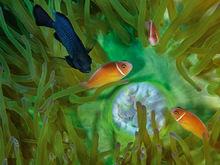 海葵觸手間遊動的魚兒