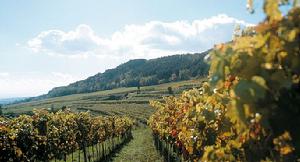 特萊森谷 特萊森谷