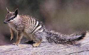 動物：袋食蟻獸（Myrmccobius Fasciatus）