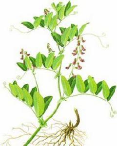 大葉草藤 大葉草藤