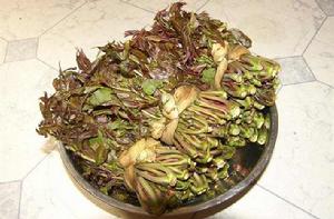 鹽漬香椿 鹽漬香椿