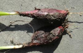 小紅蒜根 小紅蒜根