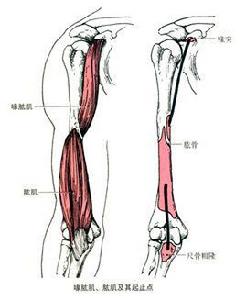 肱肌 肱肌