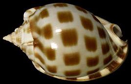 棋盤鬘螺 棋盤鬘螺