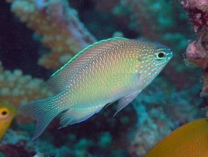 青玉雀魚 青玉雀魚