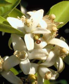 橙花精油 橙花精油