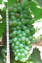 茉莉香葡萄