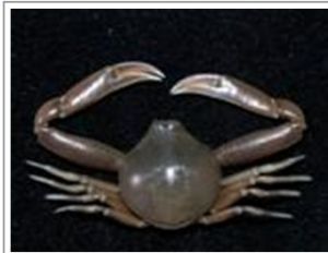 長螯拳蟹 長螯拳蟹