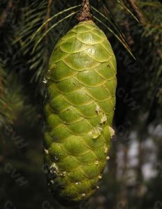 長葉雲杉的果實