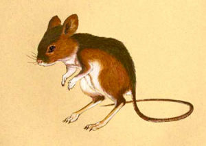 跳鼠總科 跳鼠總科