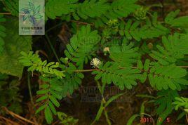 巴西含羞草 巴西含羞草