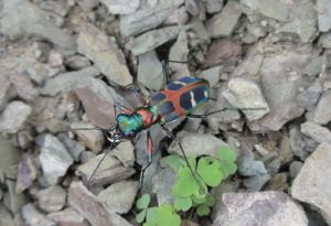 花斑虎甲 花斑虎甲