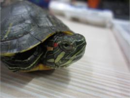 烏龜白眼病 烏龜白眼病