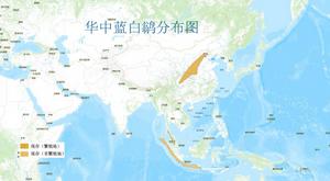 華中藍白鶲分布圖